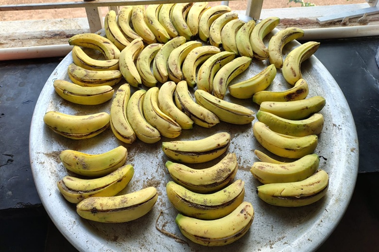 Mrugashira Asthama Prevention Camp